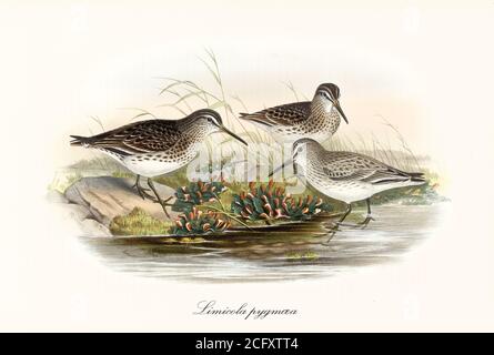 Broad-Billed Sandpiper (Calidris falcinellus) birds with greyish black dotted plumage on a shore close to water. Art by John Gould In London 1862-1873 Stock Photo