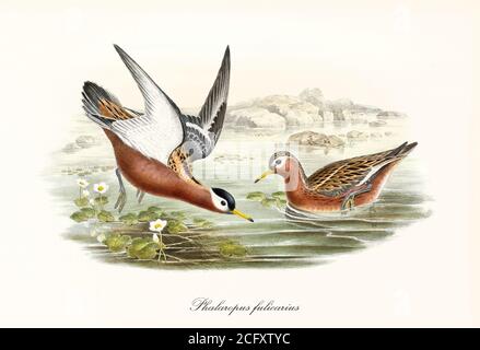 'Couple of Red Phalarope (Phalaropus fulicarius) birds in summer plumage, crouched in water and flying. Detailed art by John Gould London 1862-1873” Stock Photo