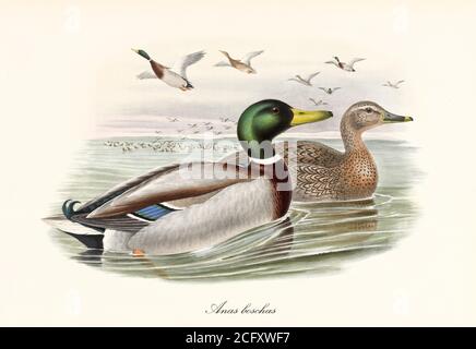 Mallard (Anas platyrhynchos) aquatic bird swimming to right with another exemplar while a flock flyes not too far. Art by John Gould London 1862-1873 Stock Photo