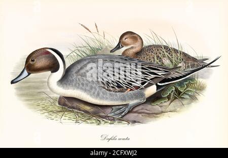 Two exemplars of Northern Pintail (Anas acuta) brownish and greyish plumaged birds crouched. Detailed vintage art by John Gould London 1862-1873 Stock Photo
