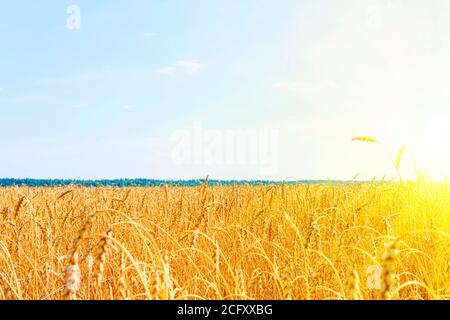 Golden wheat field with blue sky. golden wheat field in summer. sunrise on wheat field with rye. summer wheat agriculture background. landscape Stock Photo