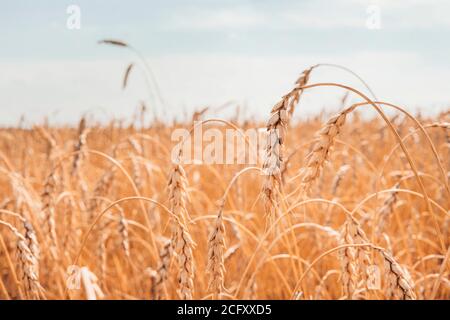 Ripe ears of wheat. Wheat field. Blue sky with clouds. Summer harvest of ripe wheat. Golden ears. Agriculture. wheat is ripe. golden wheat field and Stock Photo