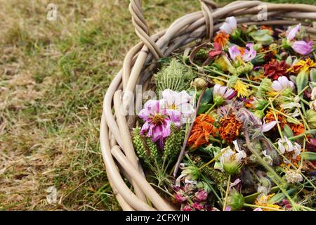 Cropped basket of faded flower blooms, deadheaded from a wide range of garden flowers Stock Photo