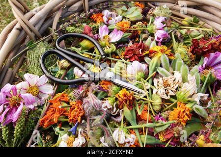 Retro florist scissors in a basket full of deadheaded flowers, colourful blooms and seed pods Stock Photo