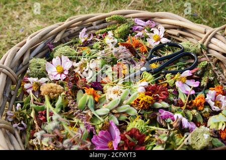 Gardener's woven basket full of cut faded flower heads with retro florist scissors on colourful blooms Stock Photo