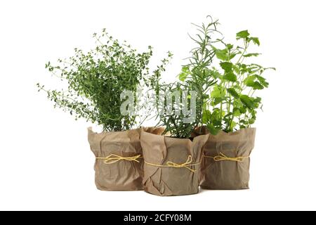 Different herbs in flower pots isolated on white background Stock Photo