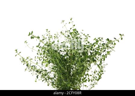 Fresh green thyme isolated on white background Stock Photo