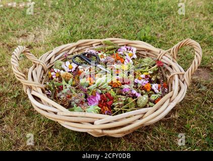 Large gardener's basket full of faded flower blooms and seed cases, cut to encourage new flowers Stock Photo