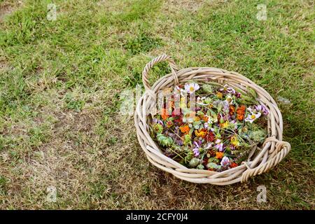 Round woven basket full of deadheaded blooms, marigolds, geum and cosmos, with copy space on grass Stock Photo