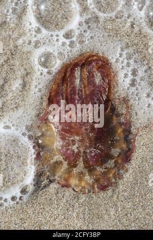Qualle Stock Photo