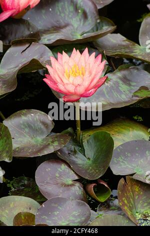 Interesting red and pink petals of the water lily surrounded by lily pads Stock Photo