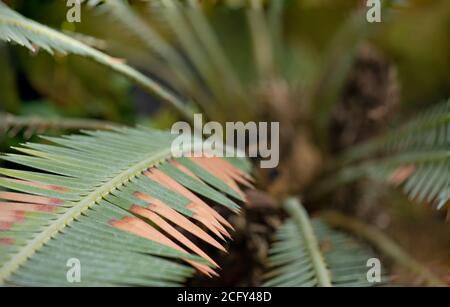 Dioon edule, the chestnut dioon, is a cycad native to Mexico, also known as palma de la virgen Stock Photo