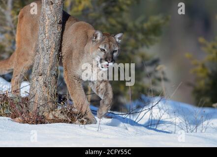 Cougar or Mountain lion (Puma concolor) walking in the winter snow Stock Photo