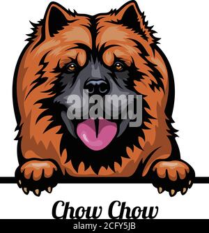 Head Chow Chow - dog breed. Color image of a dogs head isolated on a white background Stock Vector