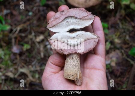 The uneatable bitter bolete mushroom Tylopilus felleus Stock Photo