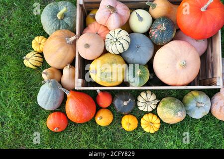 Pumpkins and squashes harvest in wooden box in the garden. Stock Photo