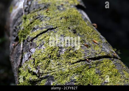 Europe, Luxembourg, Grevenmacher, Mullerthal Trail, Mosses and lichens growing on Tree Trunk Stock Photo