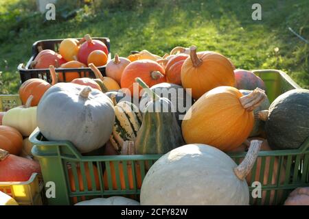 Pumpkins and squashes harvest in the garden. Different varieties. Stock Photo