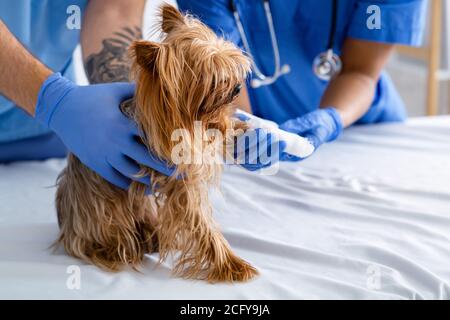 Vet doctor and his assistant putting bandage on dog's paw at animal hospital, closeup. Free space Stock Photo