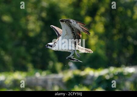 Golden Eagle with caught fish in snowy winter, snow in the forest habitat.  Wildlife scene from wild nature. Feeding scene with bird and carp, Czech Re  Stock Photo - Alamy