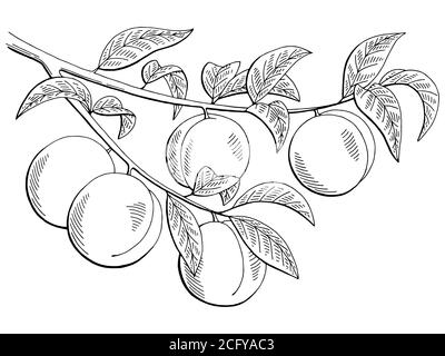 Peach fruit graphic black white isolated sketch illustration vector ...