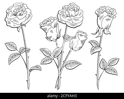 Rose flower graphic black white isolated sketch illustration vector Stock Vector