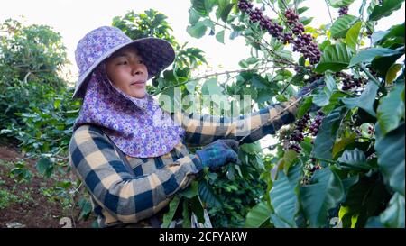 Portrait of women farmer picking coffee bean in the coffee plant Stock Photo