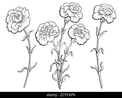 Carnation flower graphic black white seamless pattern background sketch ...