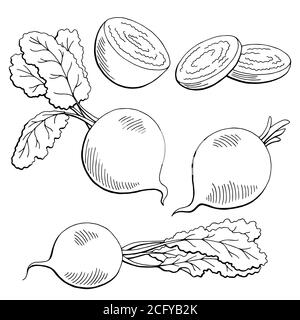 Beetroot graphic vegetable black white isolated sketch illustration vector Stock Vector