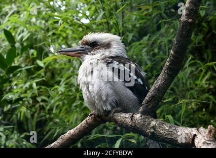 Kookaburra in a tree. Stock Photo