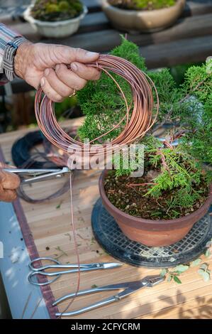 Bonsai artist takes care of his plant, wiring branches and trunk with copper wire.  Stock Photo