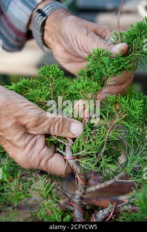 Bonsai artist takes care of his plant, wiring branches and trunk with copper wire. Stock Photo