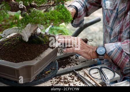 Bonsai artist takes care of his plant, wiring branches and trunk