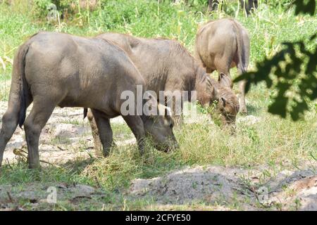 Water baby buffalo eating grass in field. Stock Photo