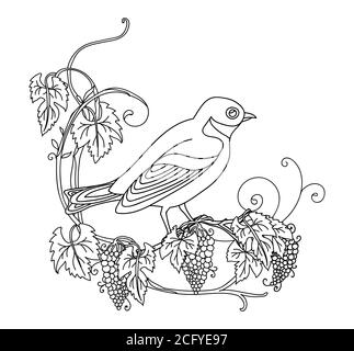 Black contour cute illustration bird and grape. Vector line art illustration isolated on white. Vector hand drawn monochrome image for coloring book, Stock Vector