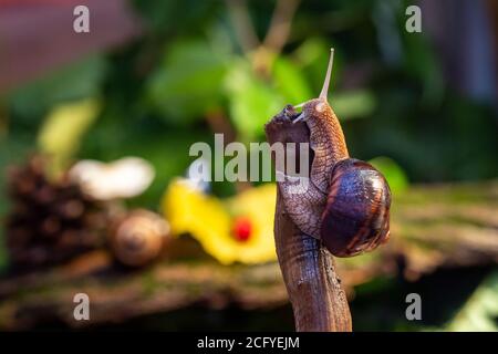 Large snail on a tree branch. Burgudian, grape or Roman edible snail from the Helicidae family. Stock Photo