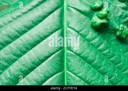 Disease infected of fruit trees. Leaves of trees with leaf curl disease. Stock Photo