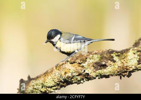 The Great Tit (Parus major) is a passerine bird in the tit family