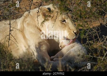 Female white lion (Panthera leo) cleaning lion cub South Africa Stock Photo