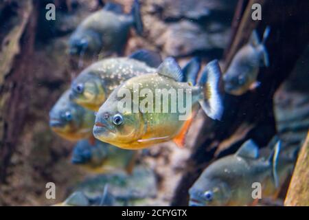 The red-bellied piranha (Pygocentrus nattereri) is a species of piranha native to South America. They are omnivorous foragers and feed on insects. Stock Photo