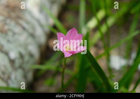 Rain Lily (also called Zephyranthes or Fairy Lily) comes from the tendency of this plant to flower after this plant gets enough rainfall. Stock Photo