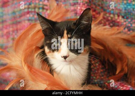 Calico/tortoiseshell kitten sat on a blanket, surrounded by feathers. Stock Photo