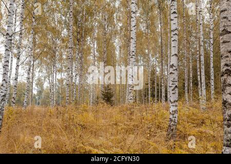 Birch, autumn forest, in cloudy weather, beautiful landscape of Finland, Scandinavian nature. High quality photo Stock Photo