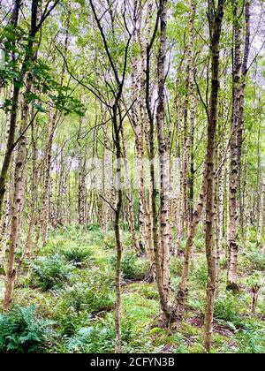 Green birch forest Stock Photo