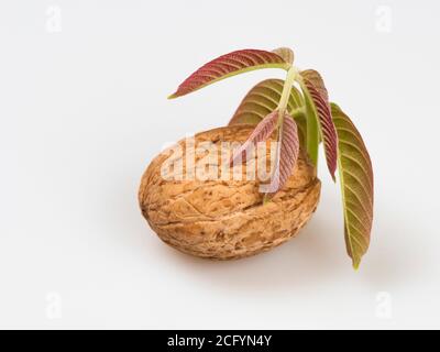 Walnut with a sprig and walnut leaves close-up on a white background. Stock Photo