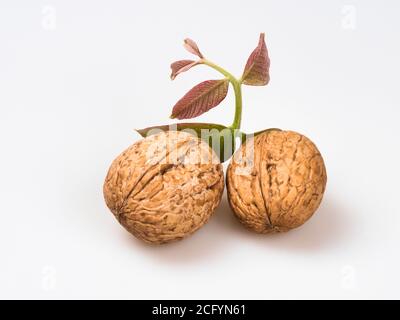 Two walnuts with a sprig and walnut leaves close-up on a white background Stock Photo