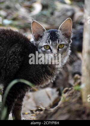 Selkirk rex a curly hair cat breed, having beautiful eyes and grayish balck body colour. Stock Photo