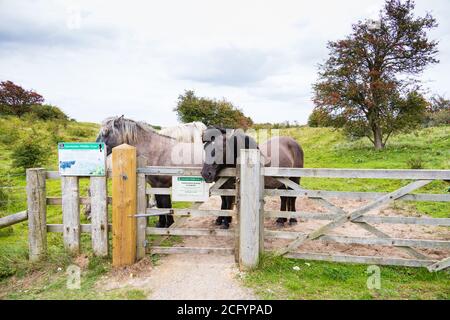 Highland ponies brought in to graze the grasses at Gibraltar point nature Reserve, near Skegness, Lincolnshire, England. Stock Photo