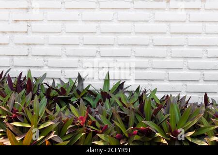 background texture white brick wall and tropical bushes. copy space Stock Photo