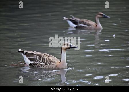 Two Swan Geese (anser cygnoides) Stock Photo